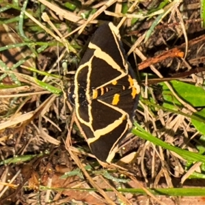 Fodina ostorius at Surf Beach, NSW - Yesterday 07:56 PM