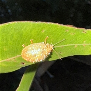 Paropsini sp. (tribe) at Surf Beach, NSW - 26 Jan 2025 08:00 PM