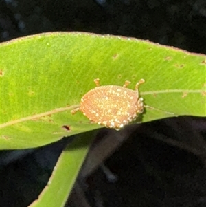 Paropsini sp. (tribe) at Surf Beach, NSW - 26 Jan 2025 08:00 PM