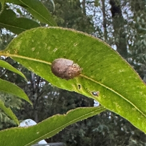 Paropsini sp. (tribe) at Surf Beach, NSW - 26 Jan 2025 08:00 PM