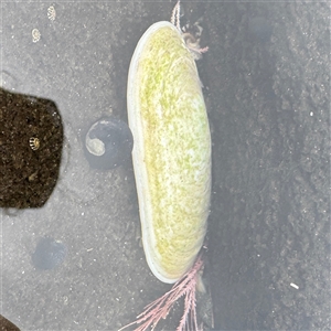Scutus antipodes at Broulee, NSW - 25 Jan 2025 02:21 PM