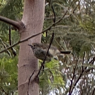 Acanthiza pusilla (Brown Thornbill) at Surf Beach, NSW - 25 Jan 2025 by Hejor1