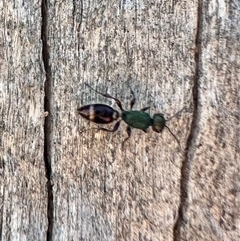 Aglaotilla sp. (genus) (Australian Velvet Ant) at Pialligo, ACT - 26 Jan 2025 by Pirom