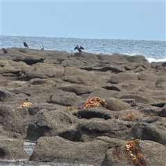 Phalacrocorax sp. (genus) (A Cormorant) at Broulee, NSW - 25 Jan 2025 by Hejor1