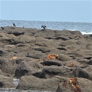 Phalacrocorax carbo at Broulee, NSW - 25 Jan 2025 02:58 PM