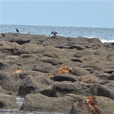 Phalacrocorax sp. (genus) (A Cormorant) at Broulee, NSW - 25 Jan 2025 by Hejor1