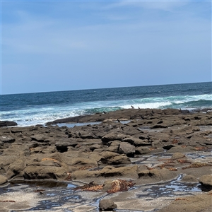 Phalacrocorax carbo at Broulee, NSW - 25 Jan 2025 02:58 PM