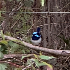 Malurus cyaneus (Superb Fairywren) at Surf Beach, NSW - 25 Jan 2025 by Hejor1