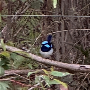 Malurus cyaneus (Superb Fairywren) at Surf Beach, NSW by Hejor1