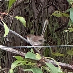 Malurus cyaneus at Surf Beach, NSW - 26 Jan 2025 10:02 AM