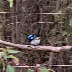 Malurus cyaneus at Surf Beach, NSW - Yesterday 10:02 AM