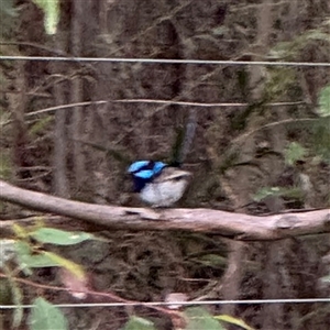 Malurus cyaneus at Surf Beach, NSW - 26 Jan 2025 10:02 AM