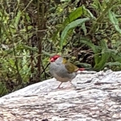 Neochmia temporalis (Red-browed Finch) at Surf Beach, NSW - 25 Jan 2025 by Hejor1