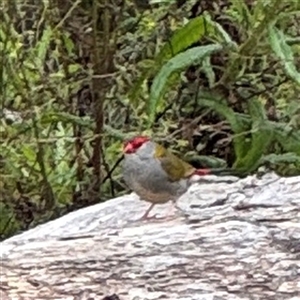 Neochmia temporalis (Red-browed Finch) at Surf Beach, NSW by Hejor1