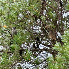 Anthochaera carunculata (Red Wattlebird) at Tomakin, NSW - 26 Jan 2025 by Hejor1