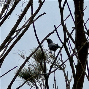 Corvus coronoides (Australian Raven) at Tomakin, NSW by Hejor1