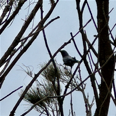 Corvus coronoides (Australian Raven) at Tomakin, NSW - 26 Jan 2025 by Hejor1