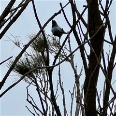 Corvus coronoides at Tomakin, NSW - 26 Jan 2025 02:42 PM