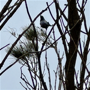 Corvus coronoides at Tomakin, NSW - 26 Jan 2025 02:42 PM