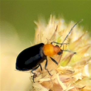 Lamprolina (genus) at Tomakin, NSW by Hejor1