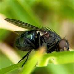 Calliphora sp. (genus) (Unidentified blowfly) at Tomakin, NSW - 26 Jan 2025 by Hejor1