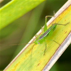 Conocephalus sp. (genus) (A Tussock Katydid) at Tomakin, NSW - 26 Jan 2025 by Hejor1