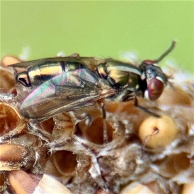 Duomyia sp. (genus) (Signal fly) at Tomakin, NSW - 26 Jan 2025 by Hejor1