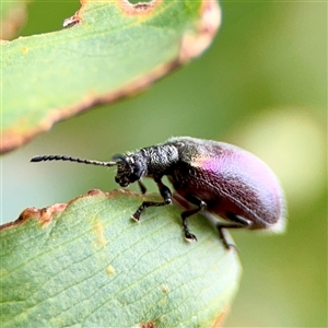 Ecnolagria sp. (genus) at Tomakin, NSW by Hejor1