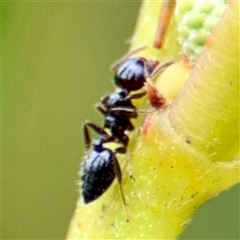 Crematogaster sp. (genus) (Acrobat ant, Cocktail ant) at Tomakin, NSW - 26 Jan 2025 by Hejor1