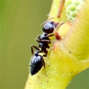 Crematogaster sp. (genus) (Acrobat ant, Cocktail ant) at Tomakin, NSW by Hejor1