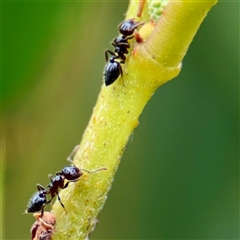 Crematogaster sp. (genus) at Tomakin, NSW - 26 Jan 2025 03:09 PM
