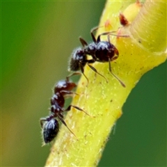 Crematogaster sp. (genus) at Tomakin, NSW - 26 Jan 2025 03:09 PM