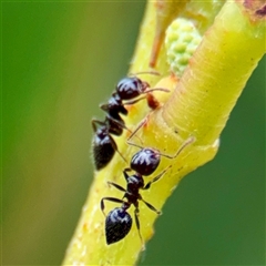 Crematogaster sp. (genus) at Tomakin, NSW - 26 Jan 2025 03:09 PM