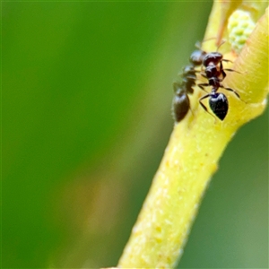 Crematogaster sp. (genus) at Tomakin, NSW - 26 Jan 2025 03:09 PM