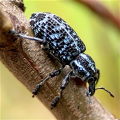 Chrysolopus spectabilis (Botany Bay Weevil) at Tomakin, NSW - 26 Jan 2025 by Hejor1