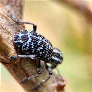 Chrysolopus spectabilis at Tomakin, NSW - 26 Jan 2025 03:10 PM