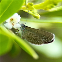 Zizina otis (Common Grass-Blue) at Tomakin, NSW - 26 Jan 2025 by Hejor1