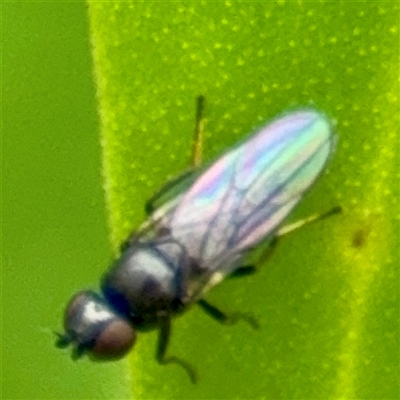 Milichiidae (family) (Freeloader fly) at Tomakin, NSW - 26 Jan 2025 by Hejor1