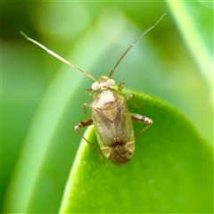 Miridae (family) at Tomakin, NSW - 26 Jan 2025 by Hejor1