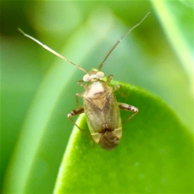 Miridae (family) at Tomakin, NSW - 26 Jan 2025 by Hejor1