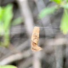 Phonognathidae (family) (Leaf curling orb-weavers) at Tomakin, NSW - 26 Jan 2025 by Hejor1