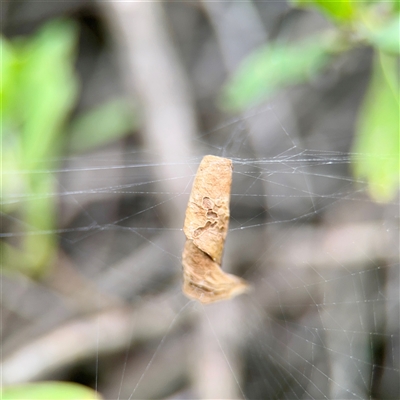 Phonognathidae (family) (Leaf curling orb-weavers) at Tomakin, NSW - 26 Jan 2025 by Hejor1