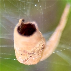 Phonognathidae (family) at Tomakin, NSW - 26 Jan 2025 03:28 PM