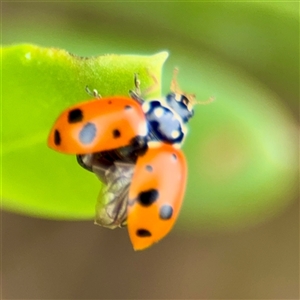 Hippodamia variegata (Spotted Amber Ladybird) at Tomakin, NSW by Hejor1