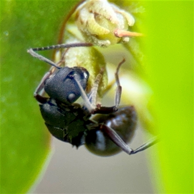 Polyrhachis sp. (genus) (A spiny ant) at Tomakin, NSW - 26 Jan 2025 by Hejor1