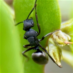 Polyrhachis sp. (genus) at Tomakin, NSW - 26 Jan 2025 03:38 PM