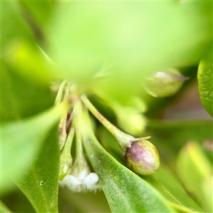 Myoporum boninense subsp. australe (Boobialla) at Tomakin, NSW by Hejor1