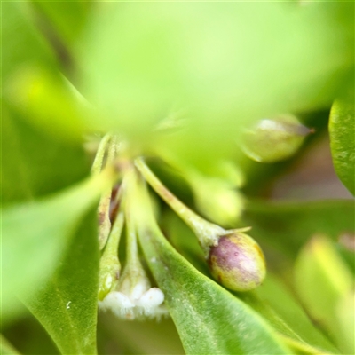 Myoporum boninense subsp. australe (Boobialla) at Tomakin, NSW - 26 Jan 2025 by Hejor1