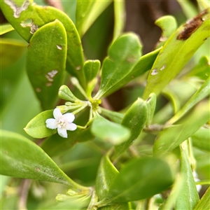 Myoporum boninense subsp. australe at Tomakin, NSW - 26 Jan 2025 03:37 PM