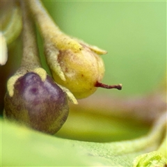 Myoporum boninense subsp. australe at Tomakin, NSW - 26 Jan 2025 03:37 PM